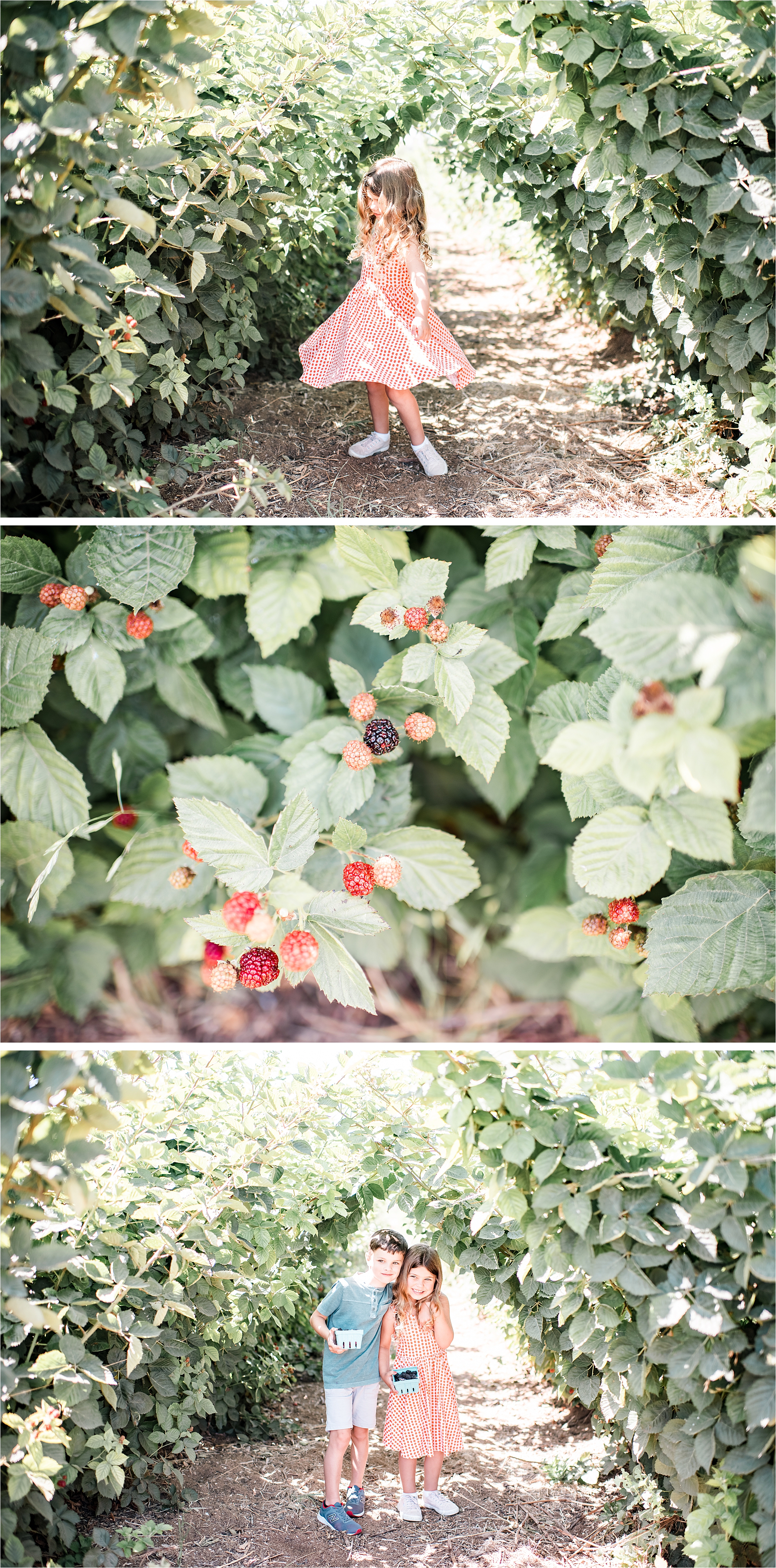summer berry picking California