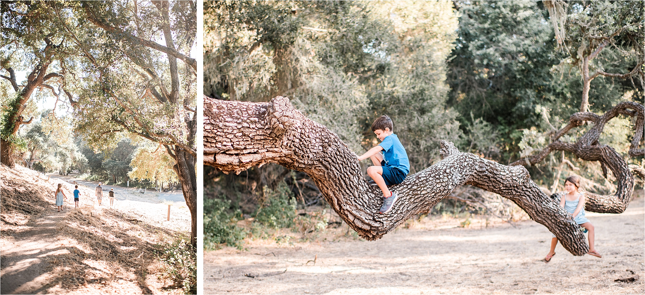 climbing oak trees in Solvang CA
