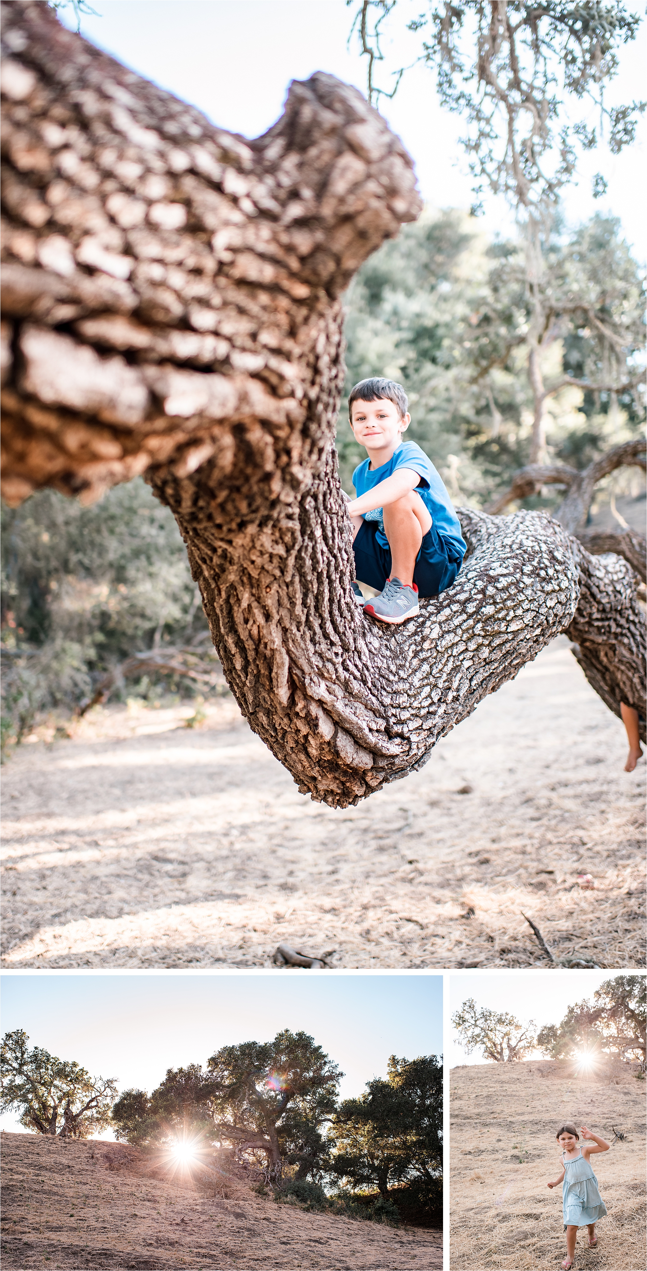 boy in an oak tree, climbing