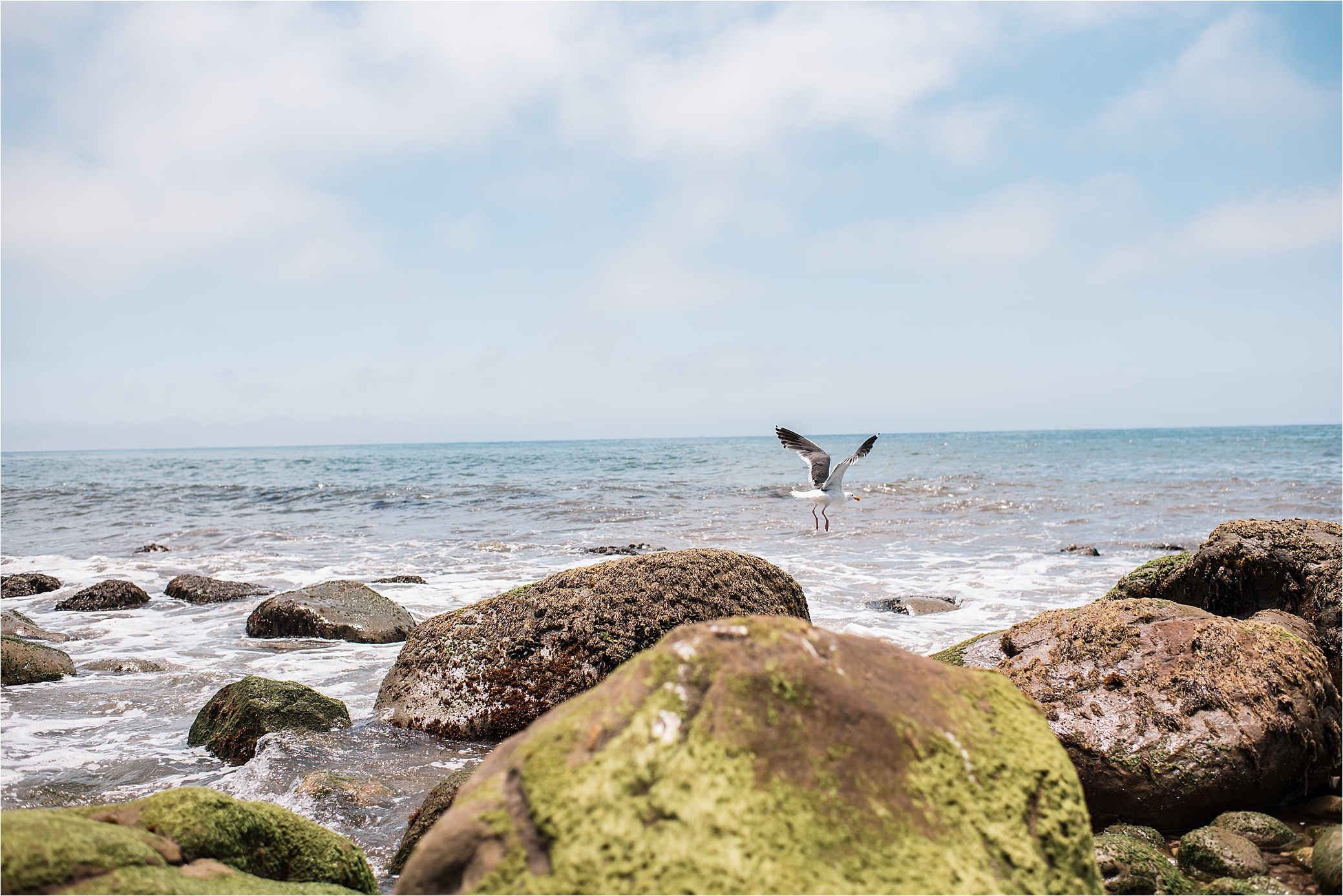 Seagull and rocky beach image