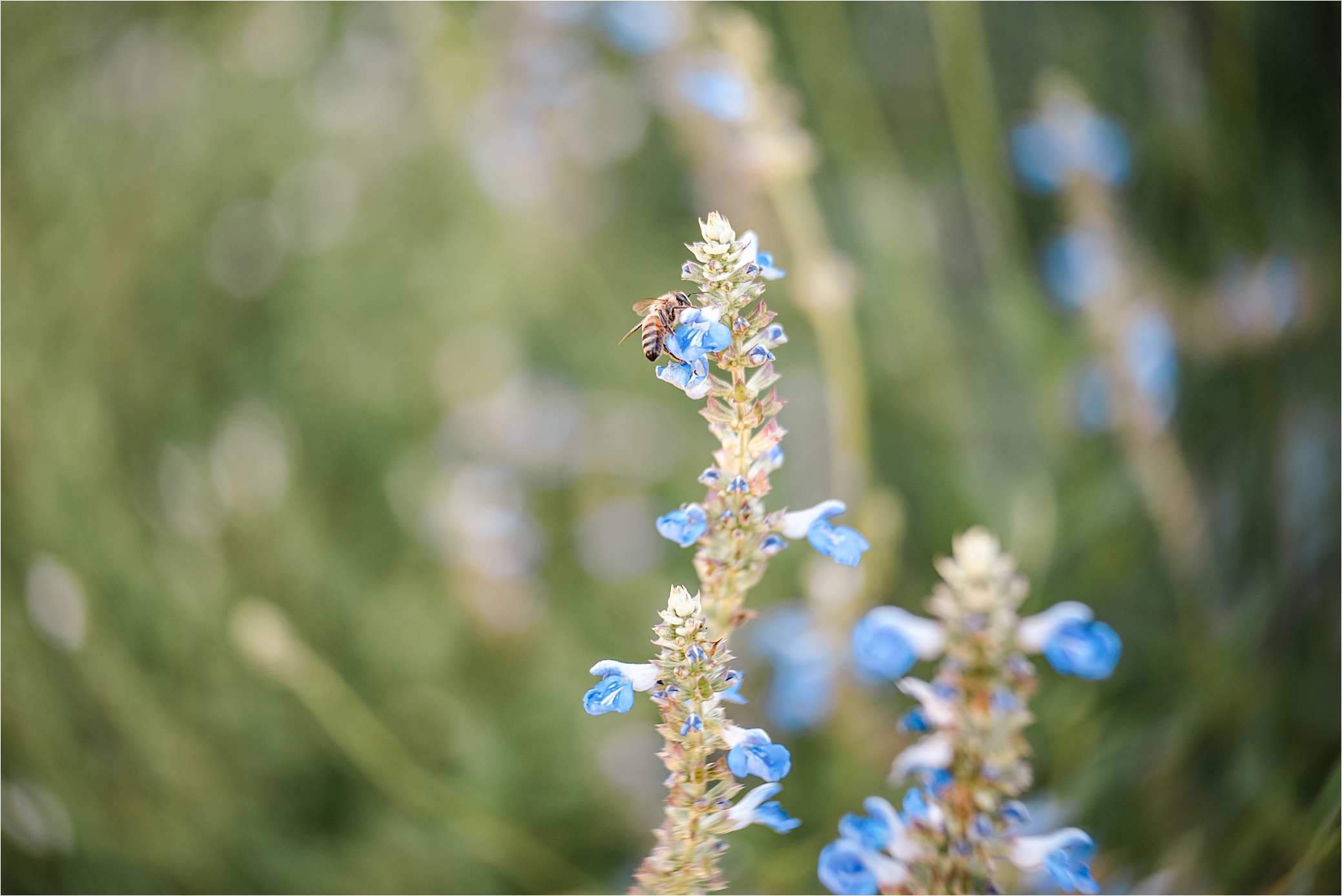 bee on blue garden flowers in summer