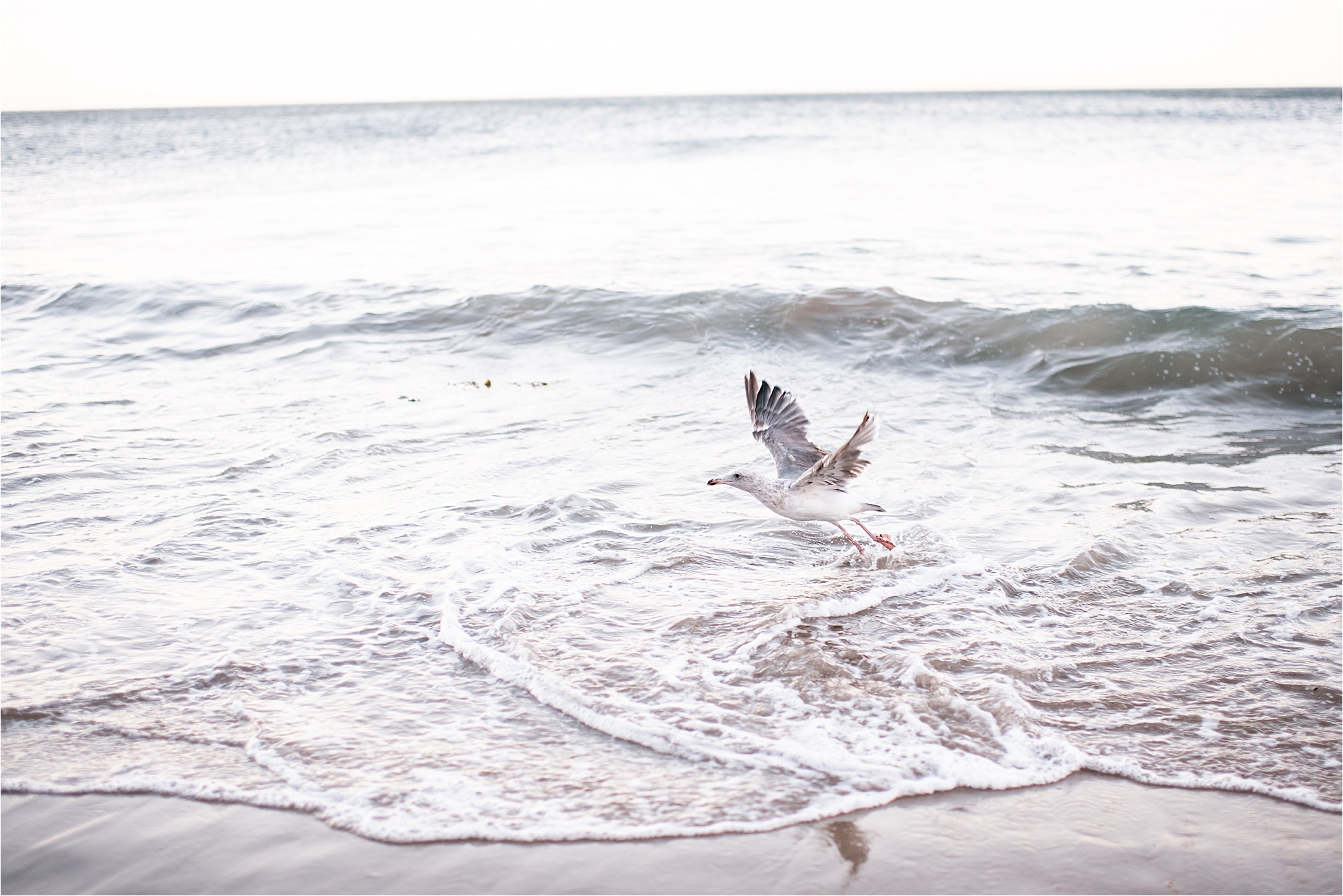 Seagull in the surf 