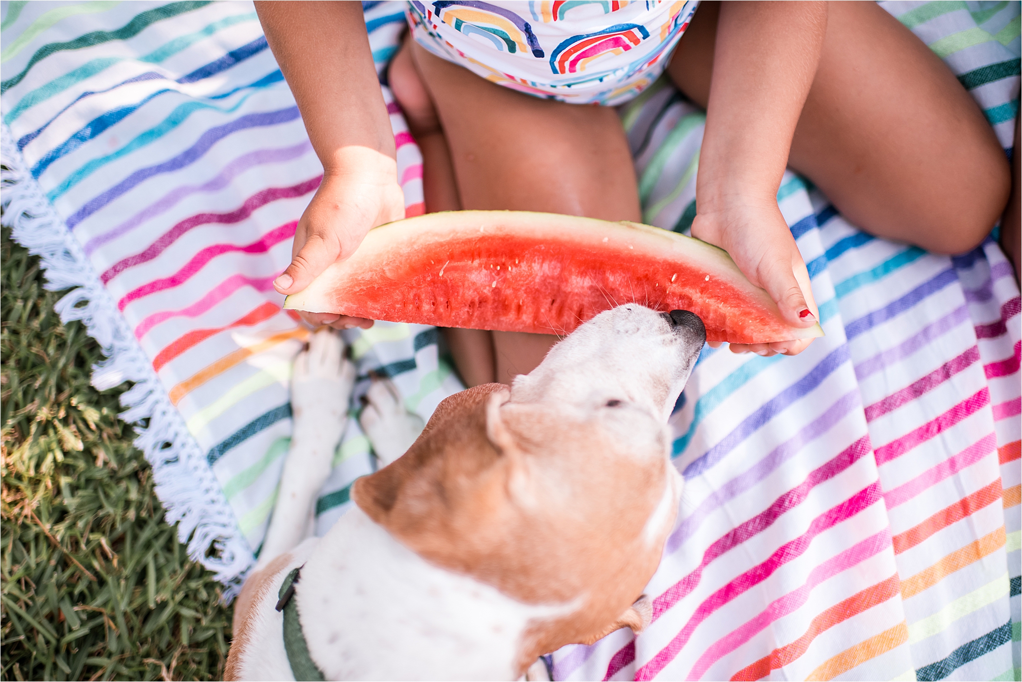 Dog eating watermelon. Rainbow. 
