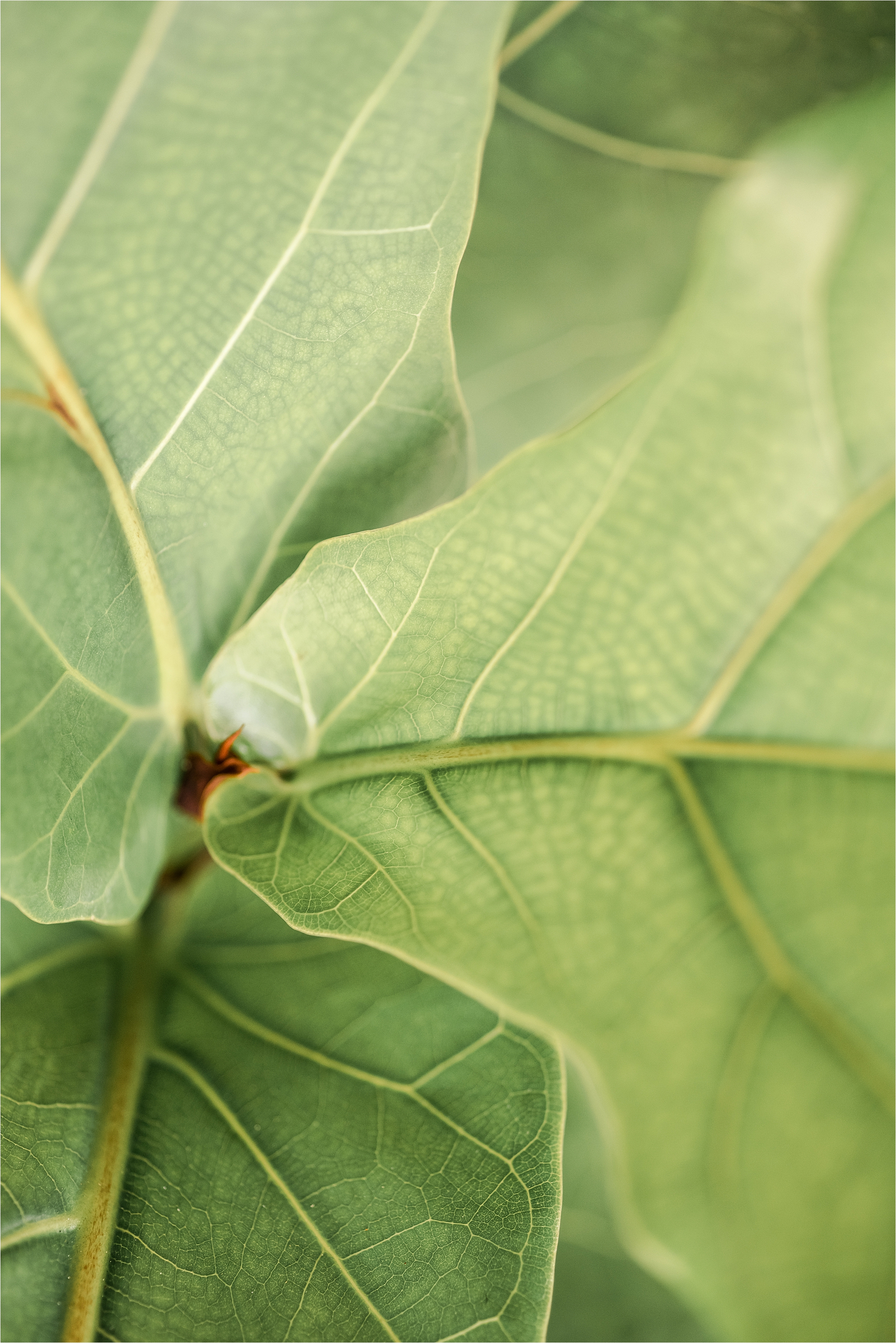 macro leaf photography.