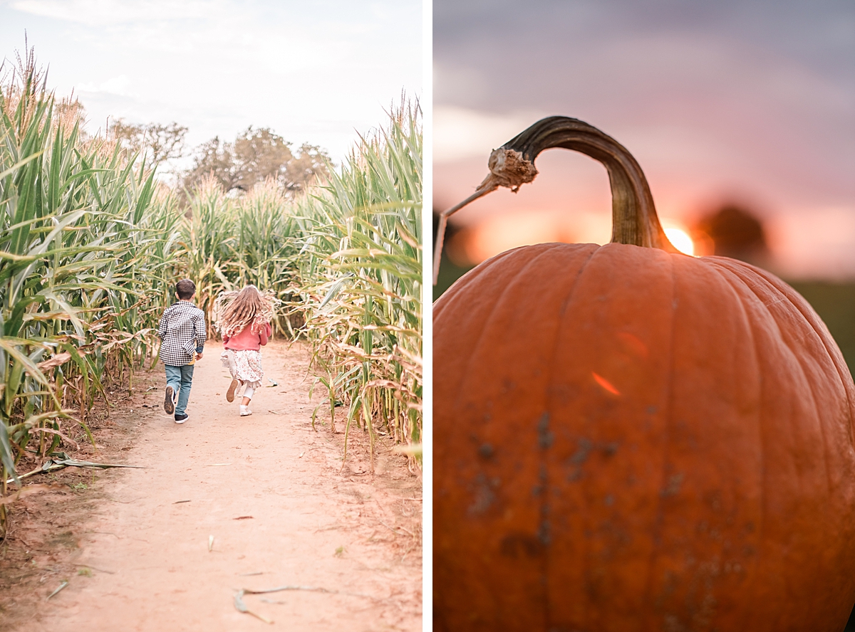 running through the corn maze, and the pumpkin patch