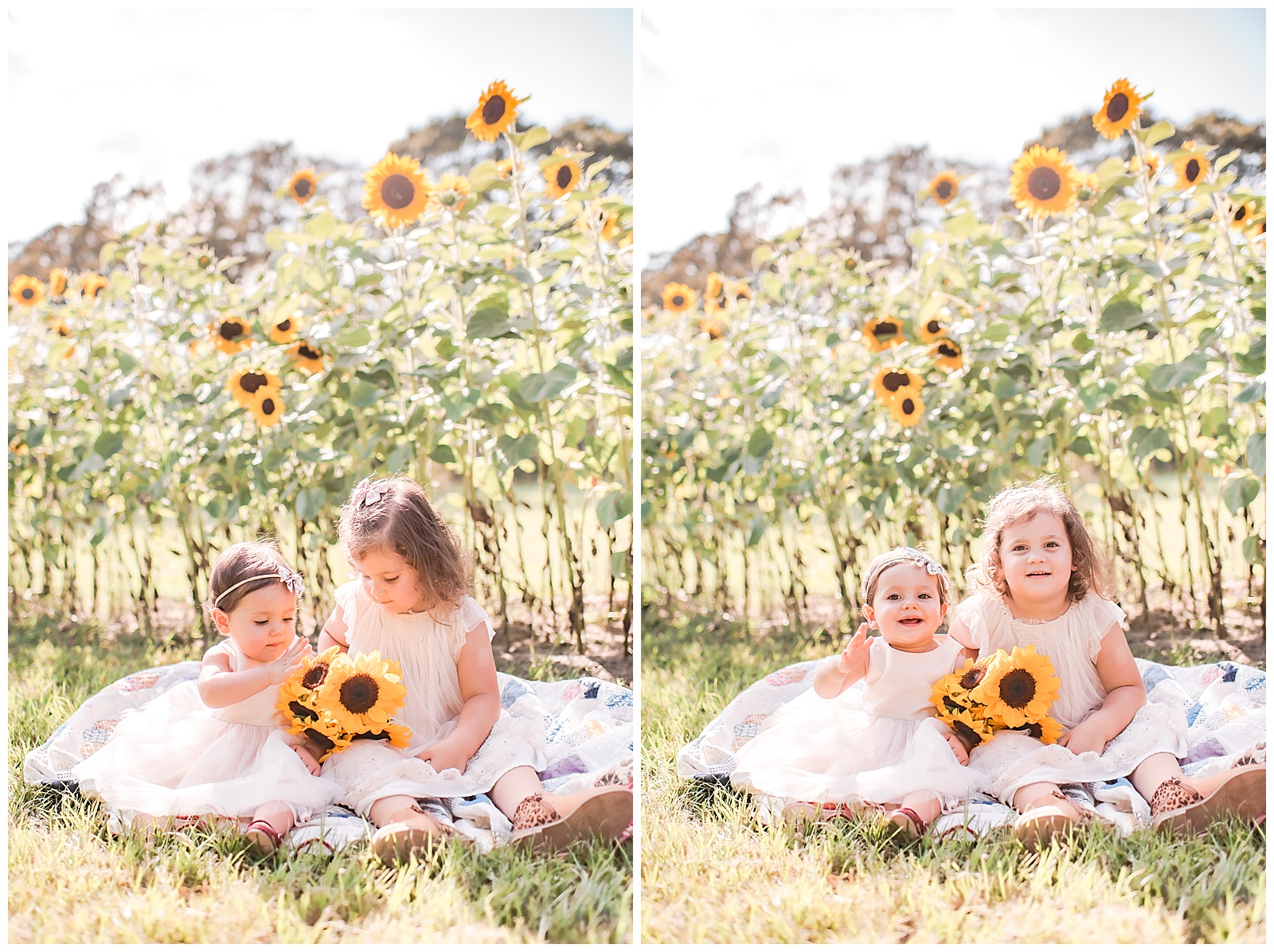 babies and sunflower photos the woodlands