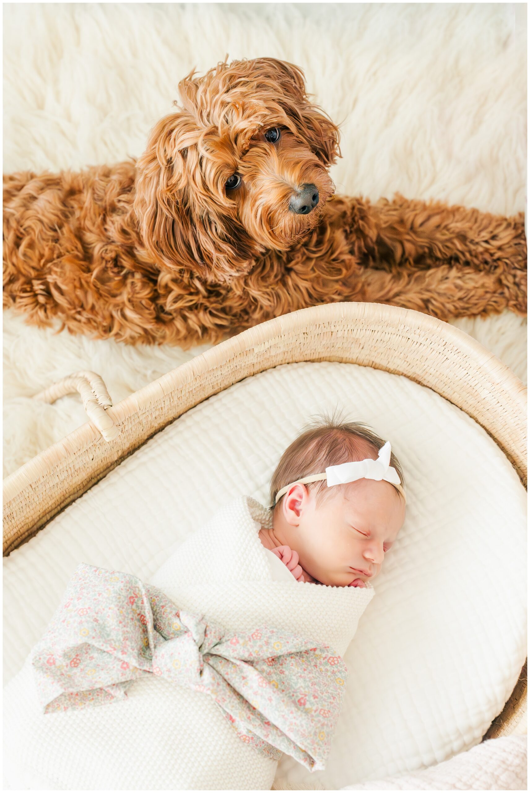 Newborn Photography in The Woodlands featuring a goldendoodle and a swaddled baby girl.