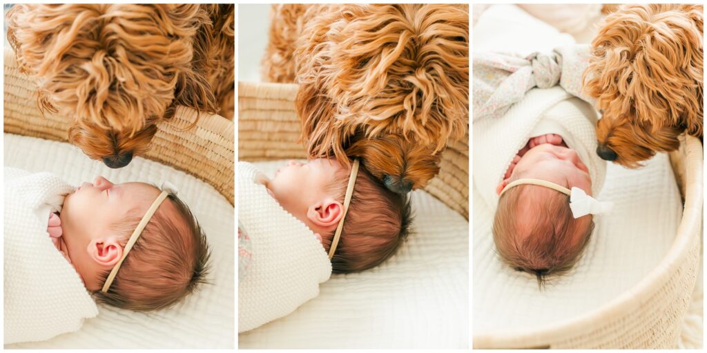 Newborn baby girl and puppy kissing her at home.
